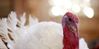 Неоспіваний герой Дня подяки: чому Туреччина живе