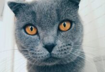 Google Photos Тепер Створює Меми з Допомога ІІ