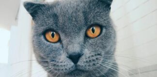 Google Photos Тепер Створює Меми з Допомога ІІ