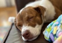 Перетворіть Фотографії Своїх Вихованців на Emoji для iPhone: Просте Посібник