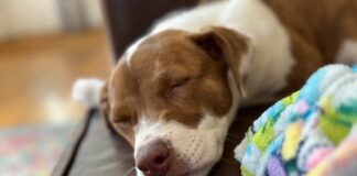 Verwandeln Sie Ihre Haustierfotos in iPhone-Emojis: Eine einfache Anleitung